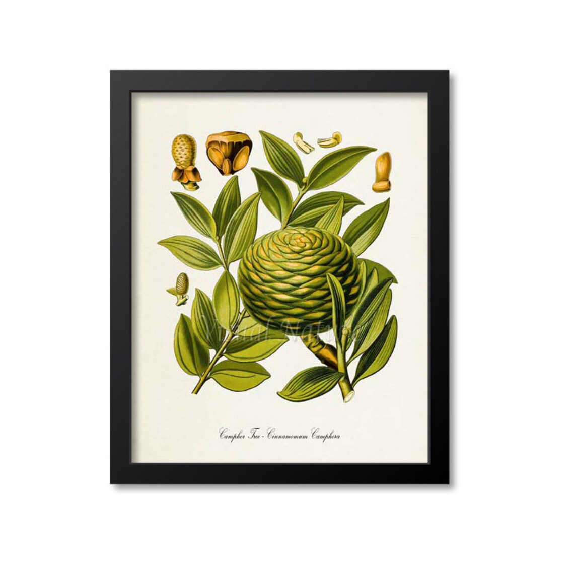 Camphor Tree Cinnamomum Camphora Antique Botanical Plate Poster