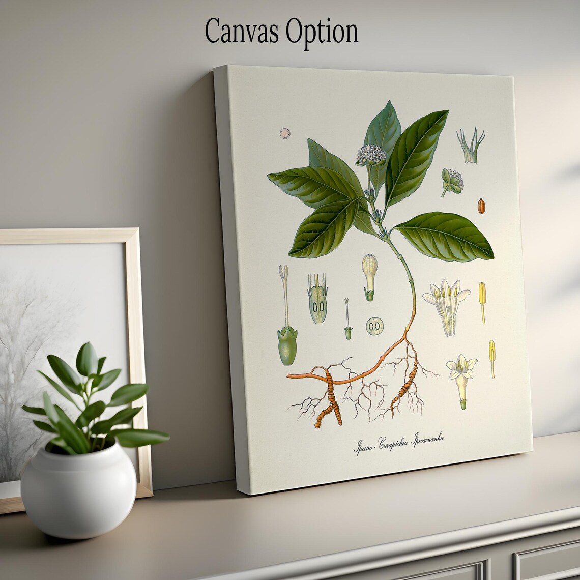 Ipecac Botanical Art Print, Carapichea Ipecacuanha - Image 2