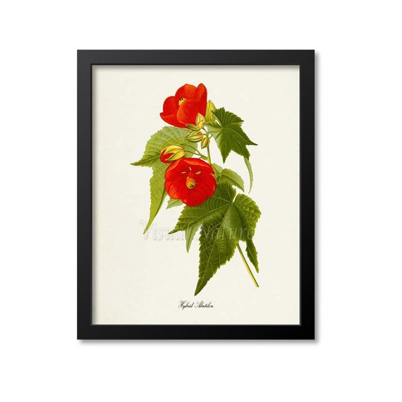 Hybrid Abutilon Flower Art Print, Botanical Wall Art