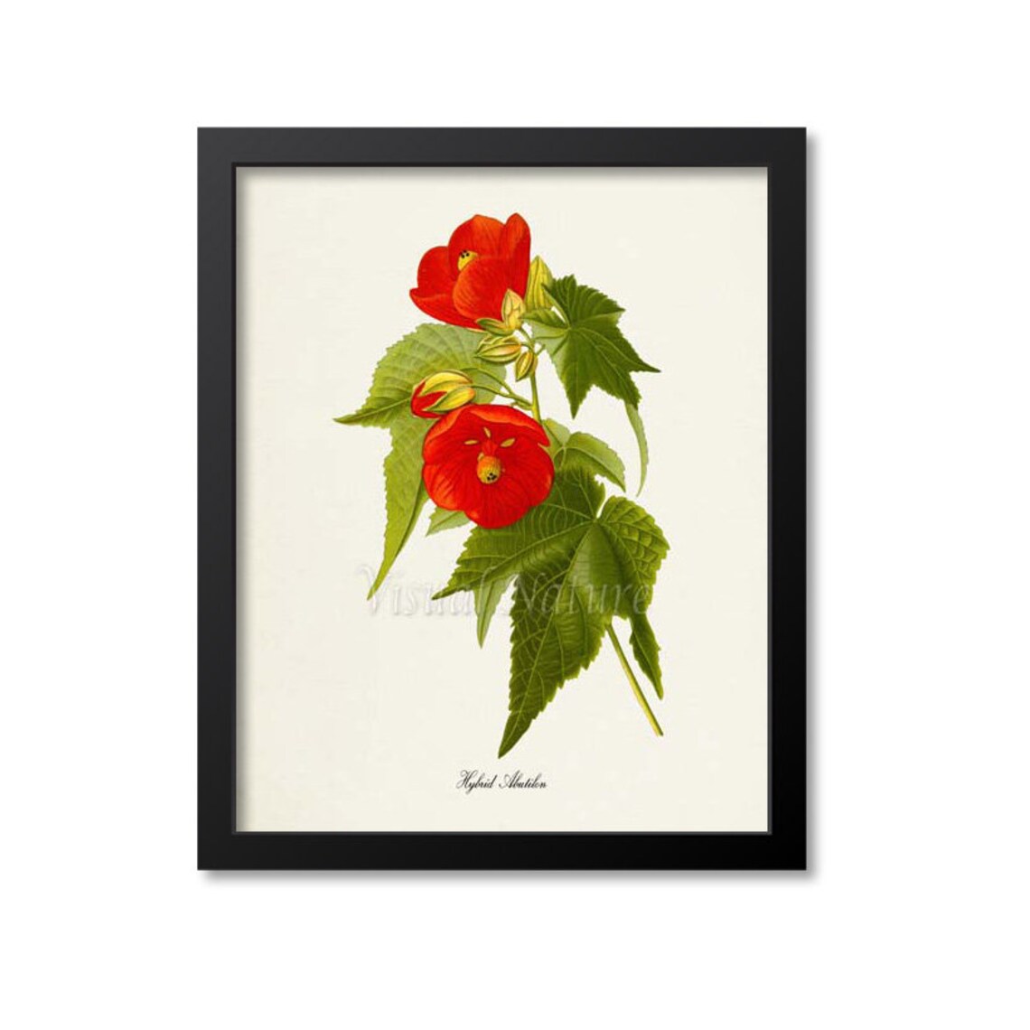 Hybrid Abutilon Flower Art Print, Botanical Wall Art