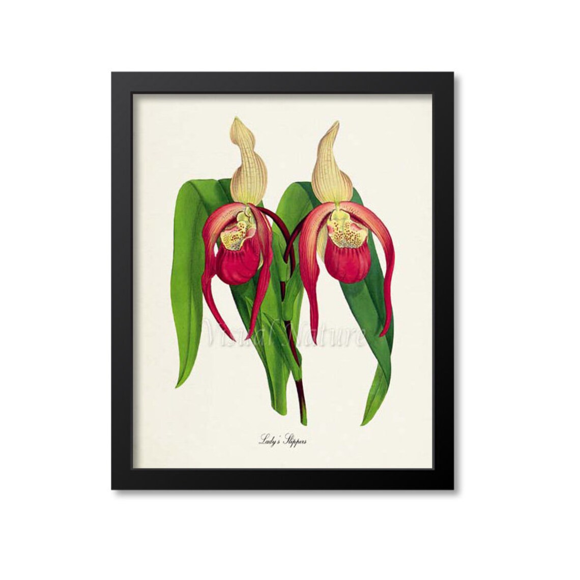 Lady's Slippers Botanical Art Print, Floral Decor