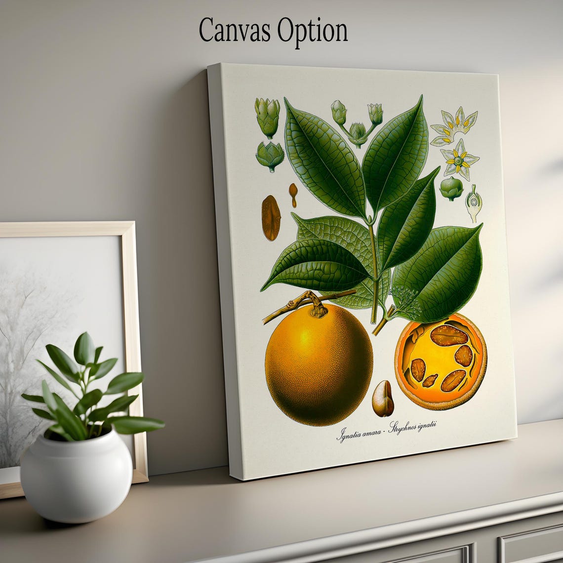 Ignatia Amara Tropical Fruit Botanical Illustration Study Poster - Image 2