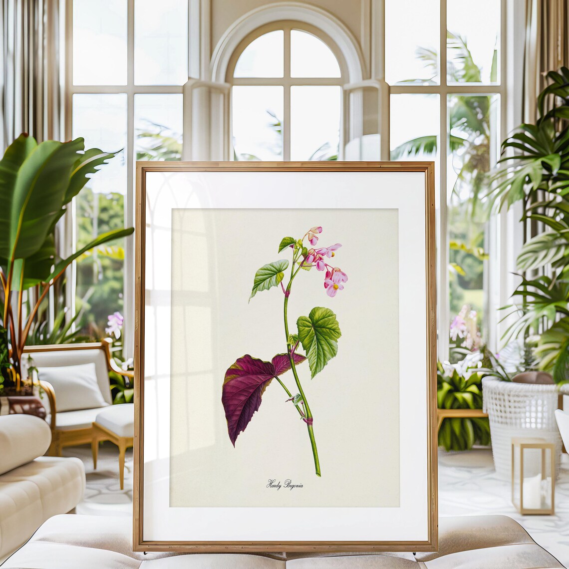 Hardy Begonia Flower Botanical Wall Art Print - Image 3