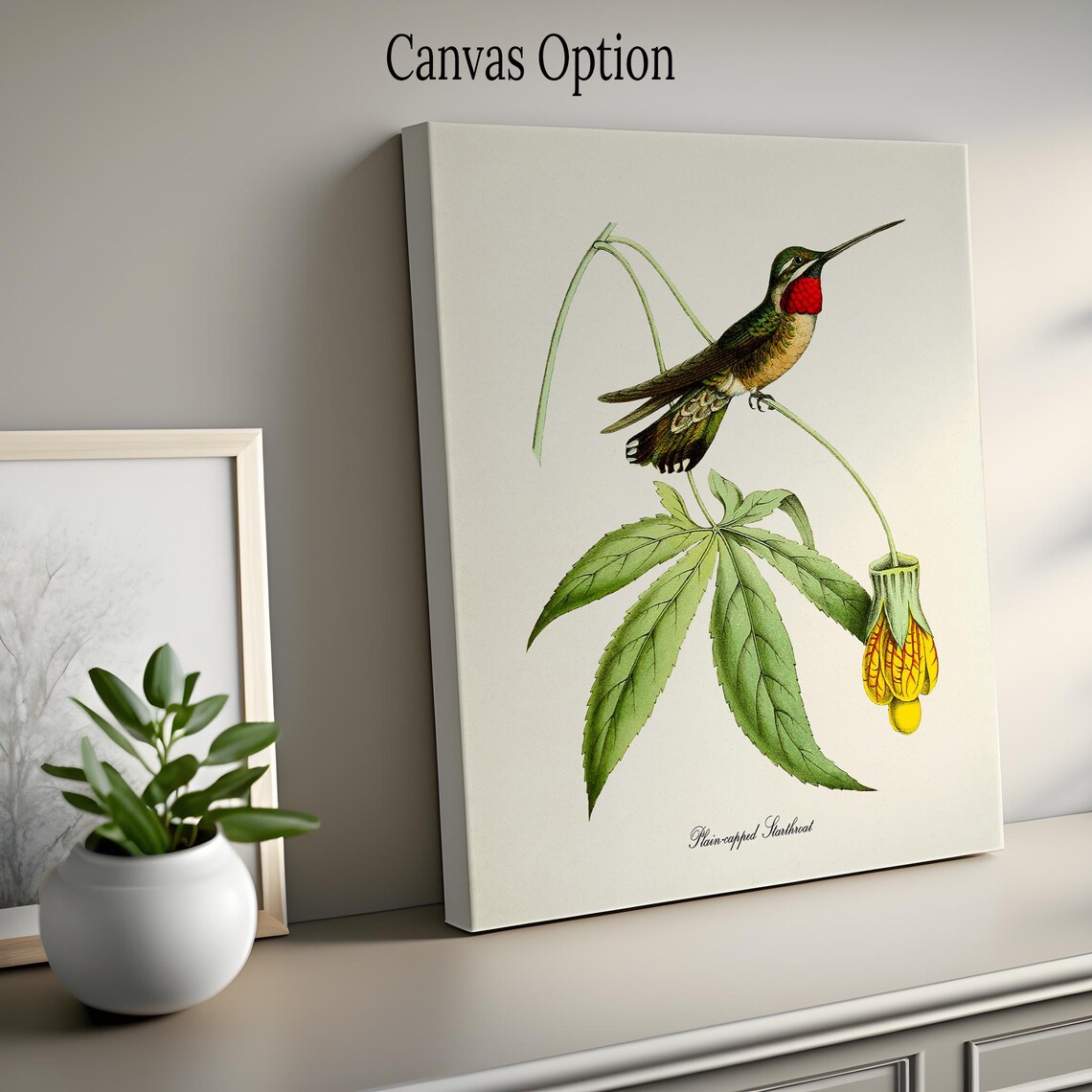 Plain Capped Starthroat Hummingbird Art Print - Image 2