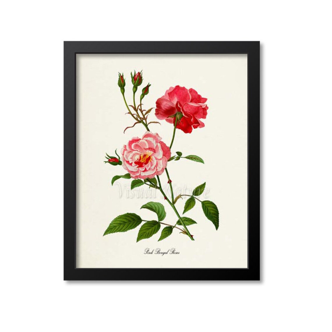 Pink Bengal Roses Floral Botanical Wall Art Print