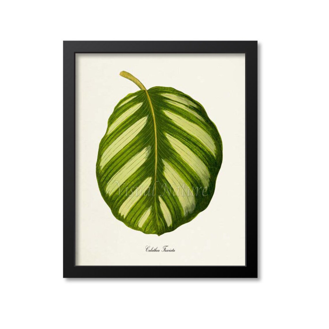 Calathea Fasciata Botanical Art Print, Green Leaves