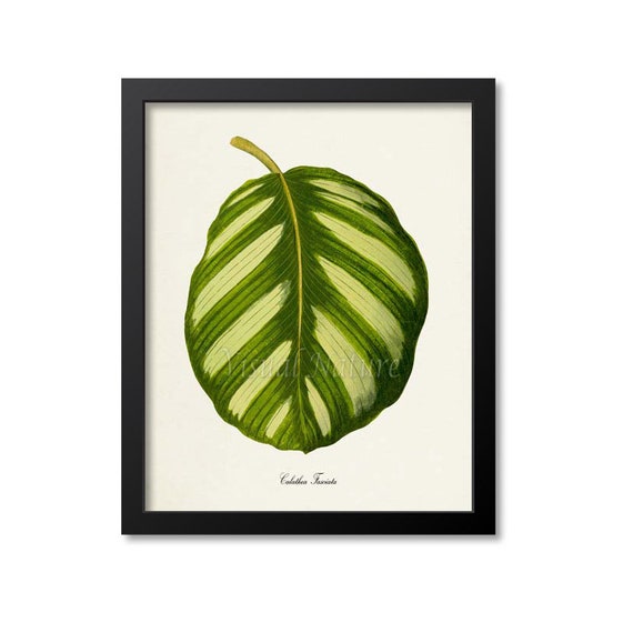 Calathea Fasciata Botanical Art Print, Green Leaves