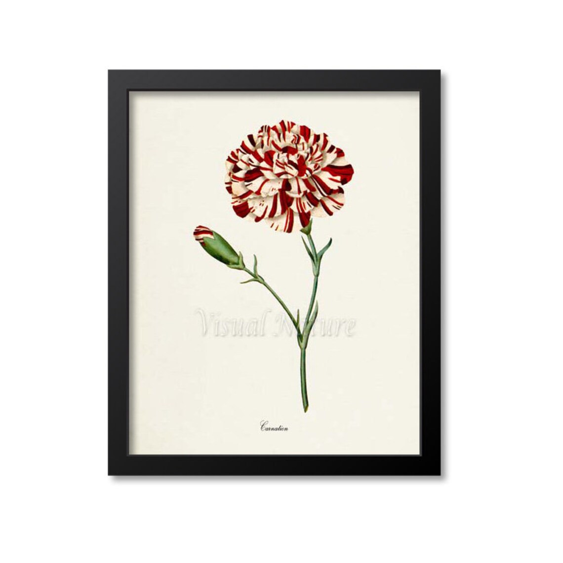Carnation Flower Botanical Art Print, Floral Wall Art