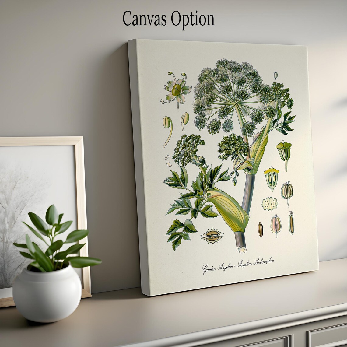 Garden Angelica Botanical Art Print, Wild Celery - Image 2