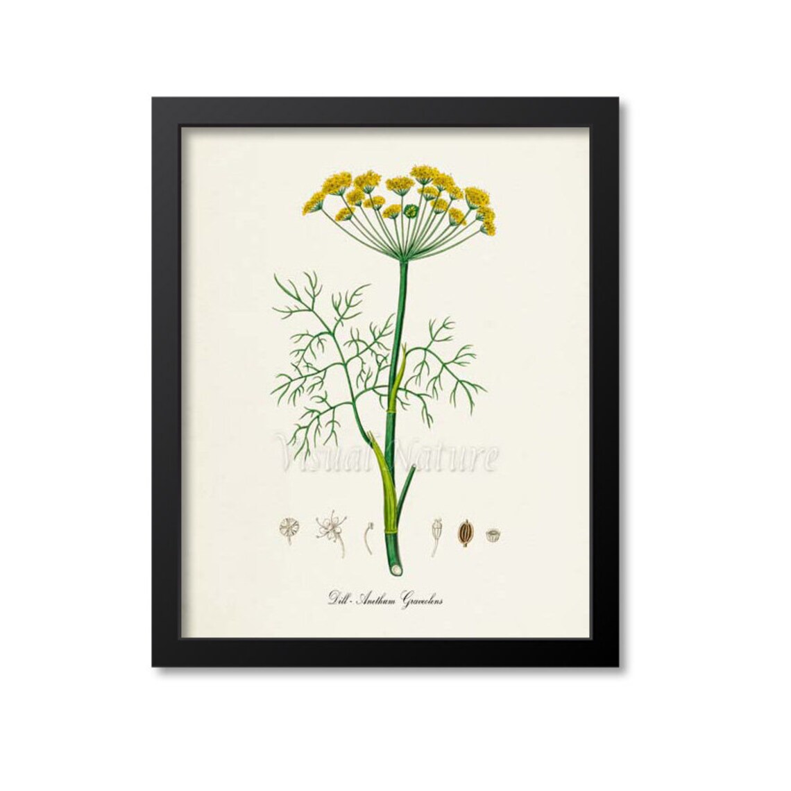 Dill Botanical Art Print, Herb Kitchen Wall Art