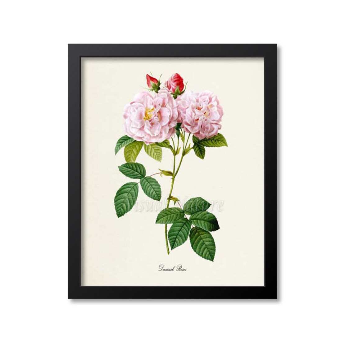 Damask Roses Pink Botanical Print in Vintage Illustration Style