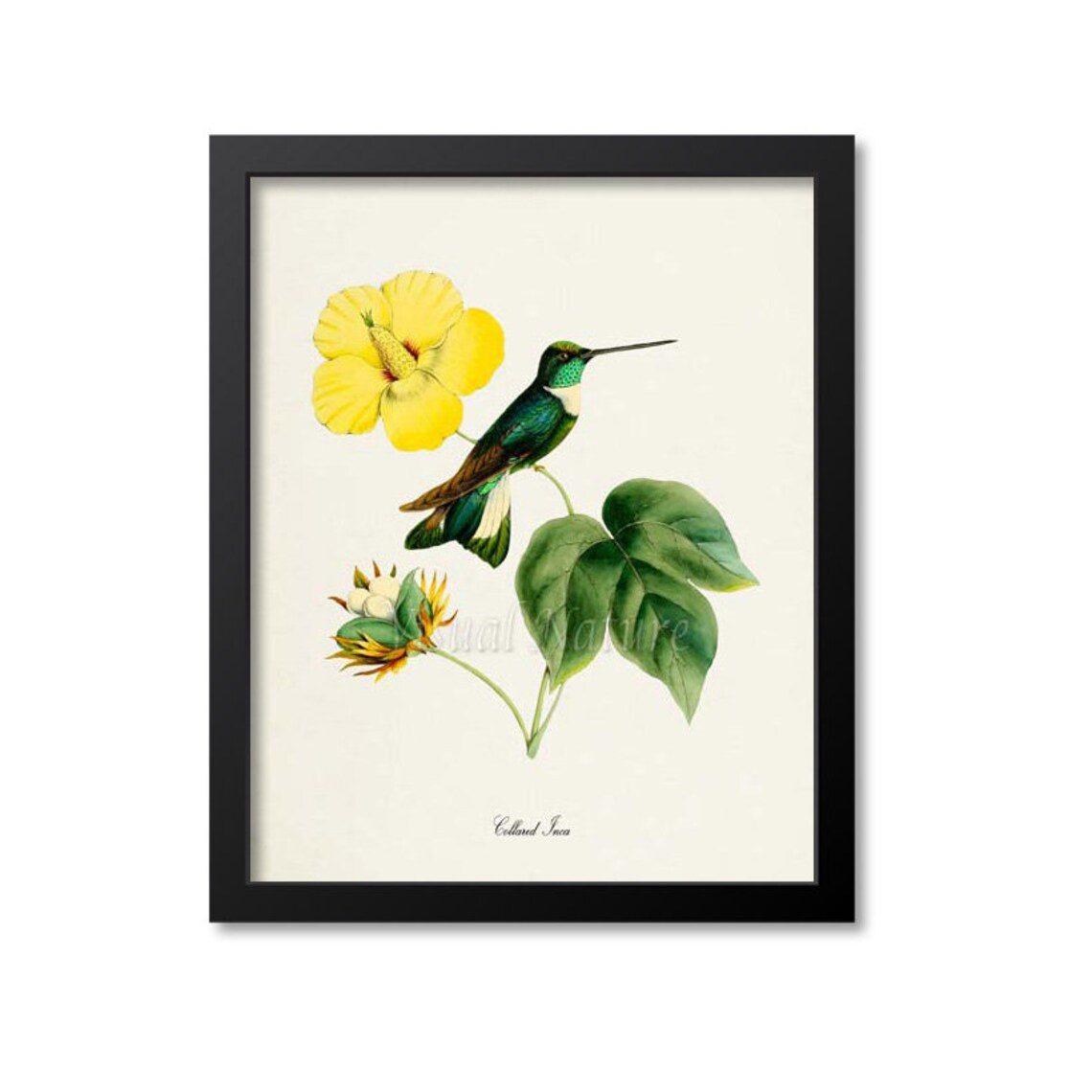 Collared Inca Hummingbird Yellow Hibiscus Vintage Nature Art Poster