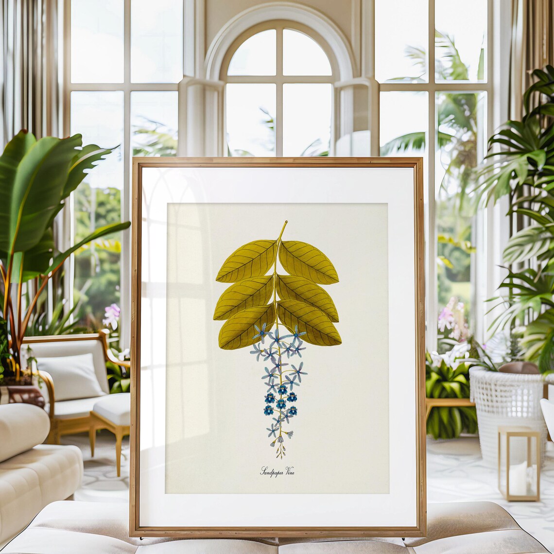 Sandpaper Vine Blue Flower Botanical Art Print - Image 3