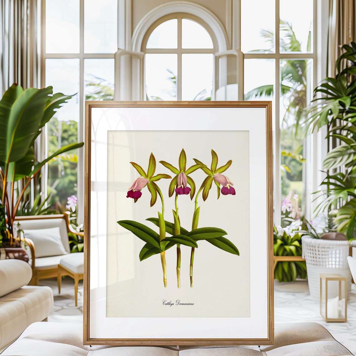 Cattleya Dormaniana Triple Stem Orchid Vintage Botanical Poster - Image 3