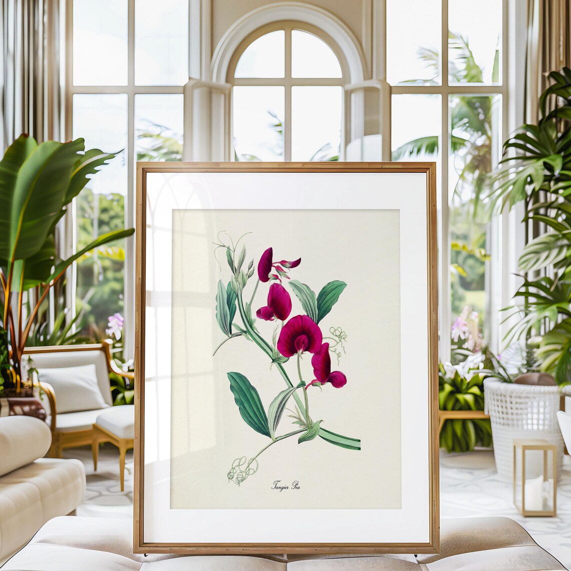 Tangier Pea Flower Botanical Art Print, Floral - Image 3