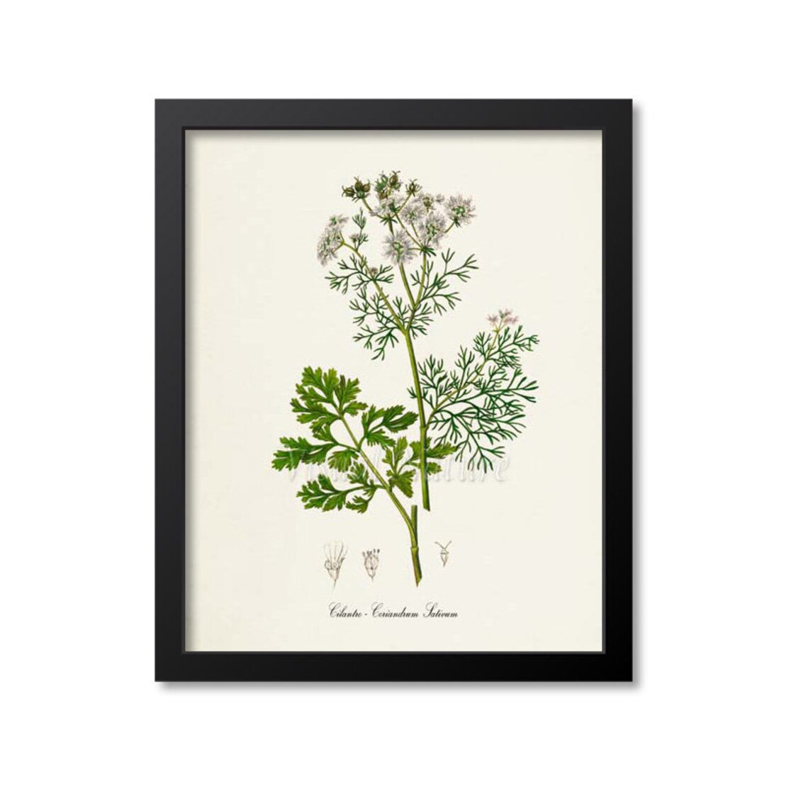 Cilantro Botanical Print, Herb Wall Art Poster