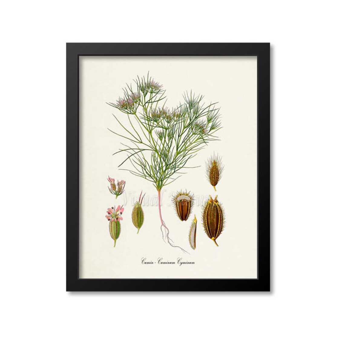 Cumin Botanical Art Print, Kitchen Wall Decor