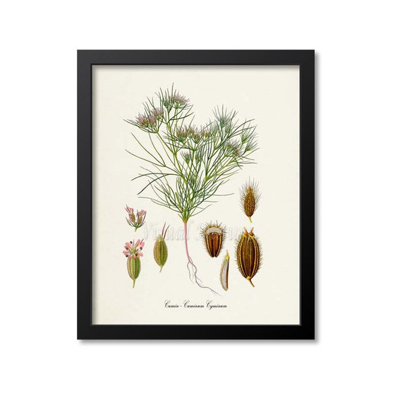 Cumin Botanical Art Print, Kitchen Wall Decor