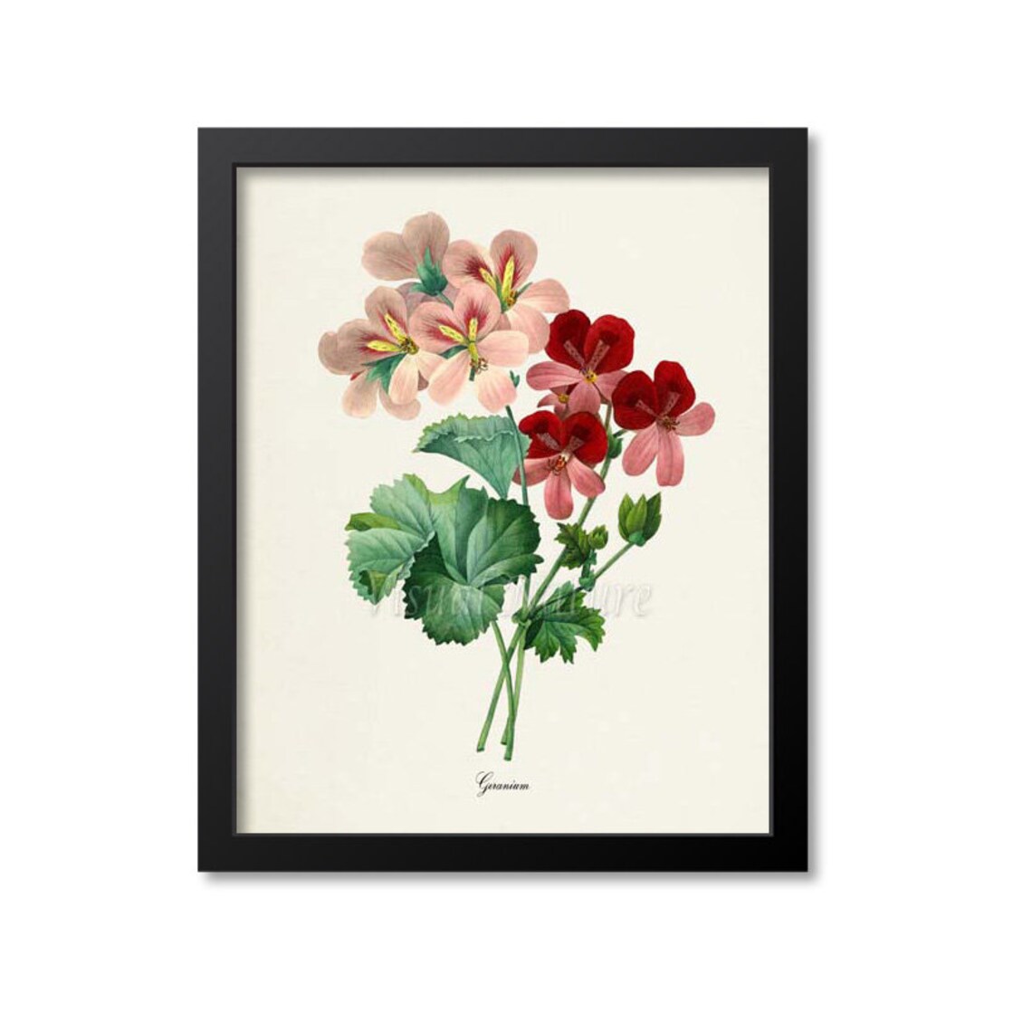 Geranium Flower Botanical Art Print, Redoute Style