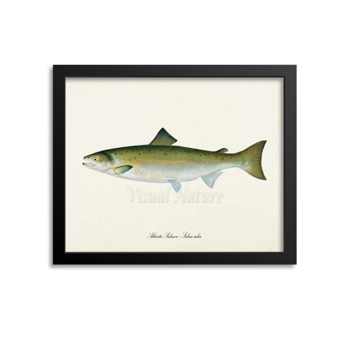 Atlantic Salmon Salmo Salar Fish Print in Vintage Natural History