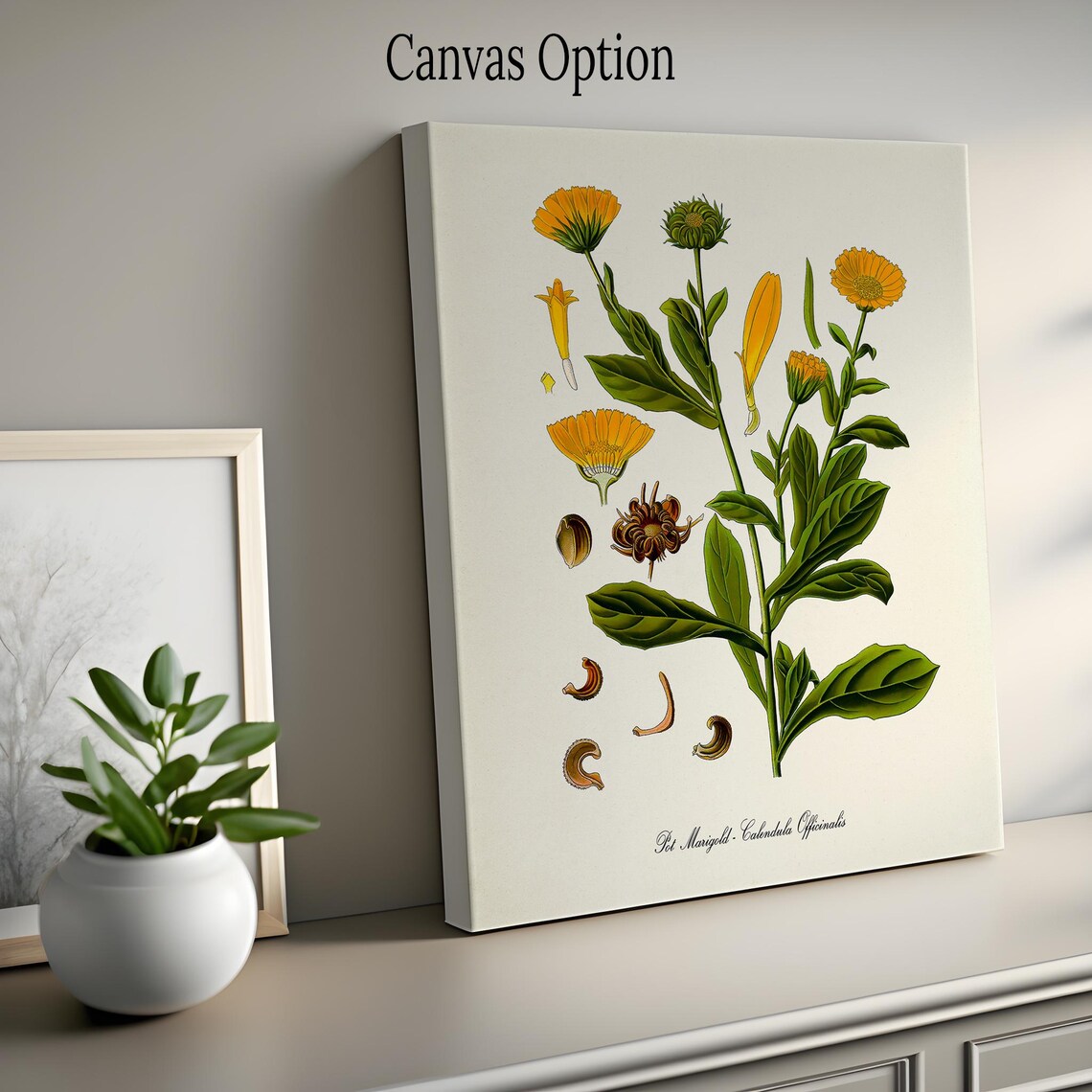 Pot Marigold Botanical Art Print, Calendula Officinalis - Image 2
