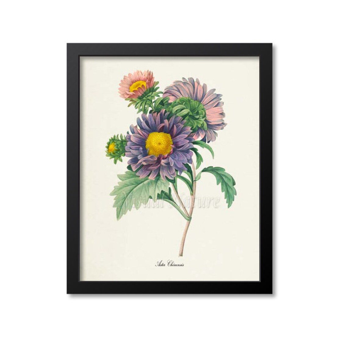 China Aster Botanical Art Print, Flower Study