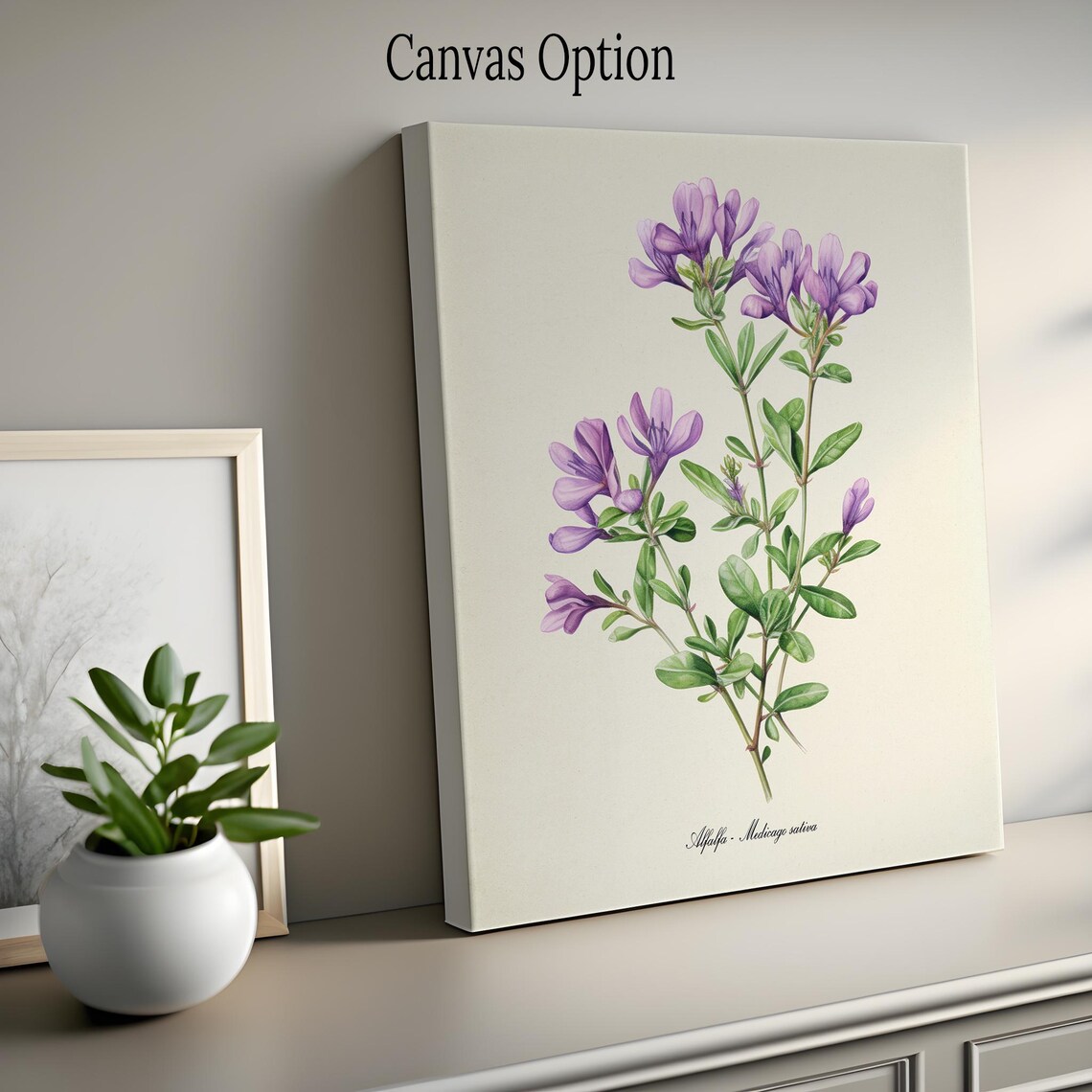 Alfalfa Botanical Art Print, Botanical Wall Art - Image 2