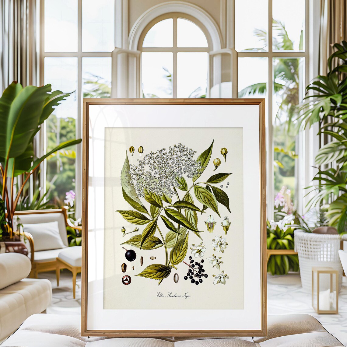 Elder Botanical Print, Sambucus Nigra Wall Art - Image 3