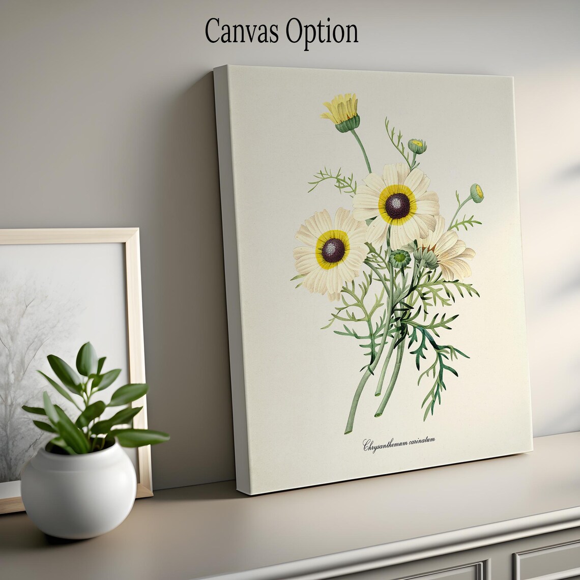 Painted Daisy Botanical Art Print, Redoute Style - Image 2