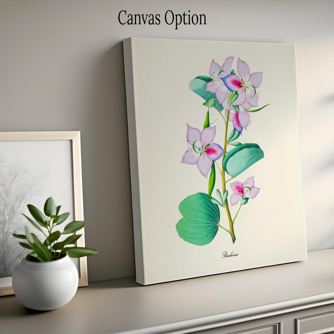 Bauhinia Pink Orchid Like Blooms Vintage Botanical Study Poster - Image 2