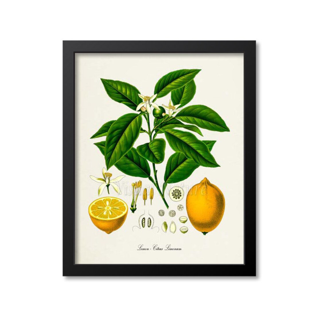 Lemon Botanical Art Print, Citrus Kitchen Wall Art