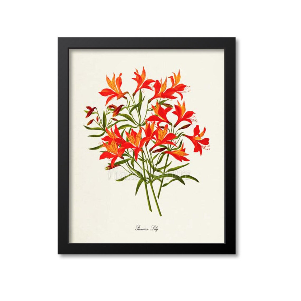Peruvian Lily Botanical Art Print, Orange Floral