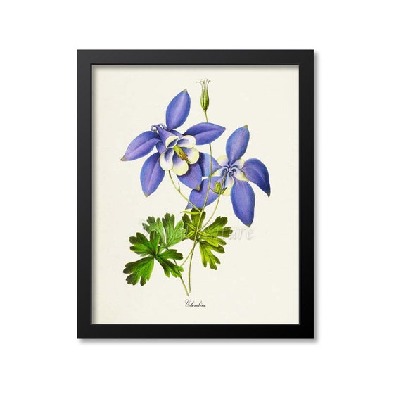 Columbine Flower Botanical Art Print, Blue Flower