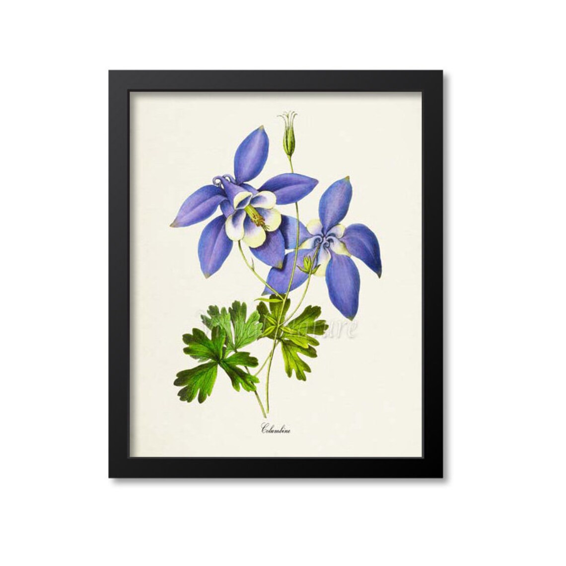 Columbine Flower Botanical Art Print, Blue Flower