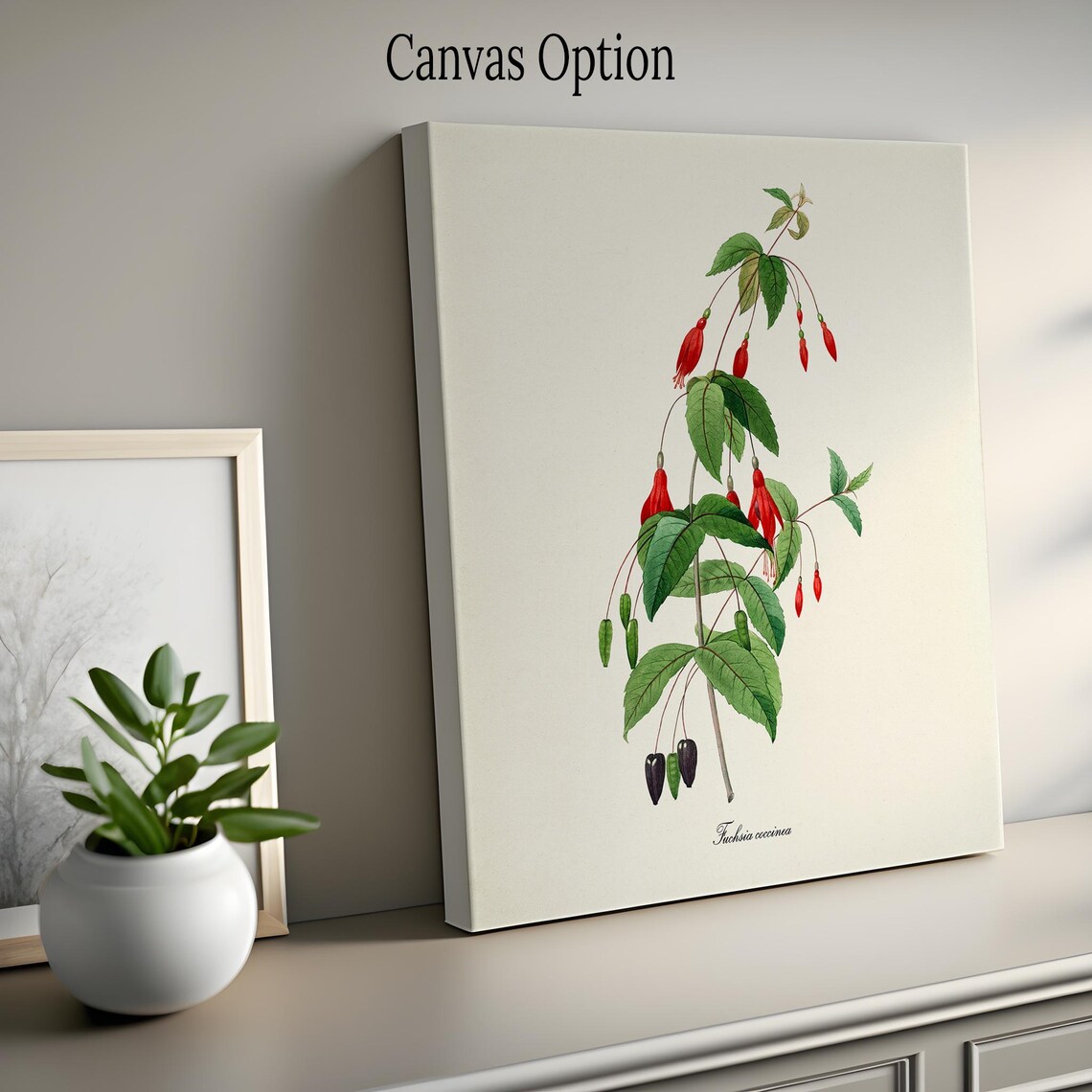 Scarlet Fuchsia Coccinea Botanical Flower Illustration Poster - Image 2