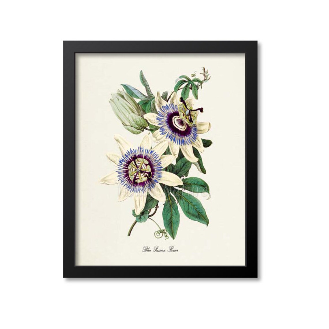 Blue Passion Flower Floral Botanical Art Print
