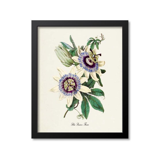 Blue Passion Flower Floral Botanical Art Print