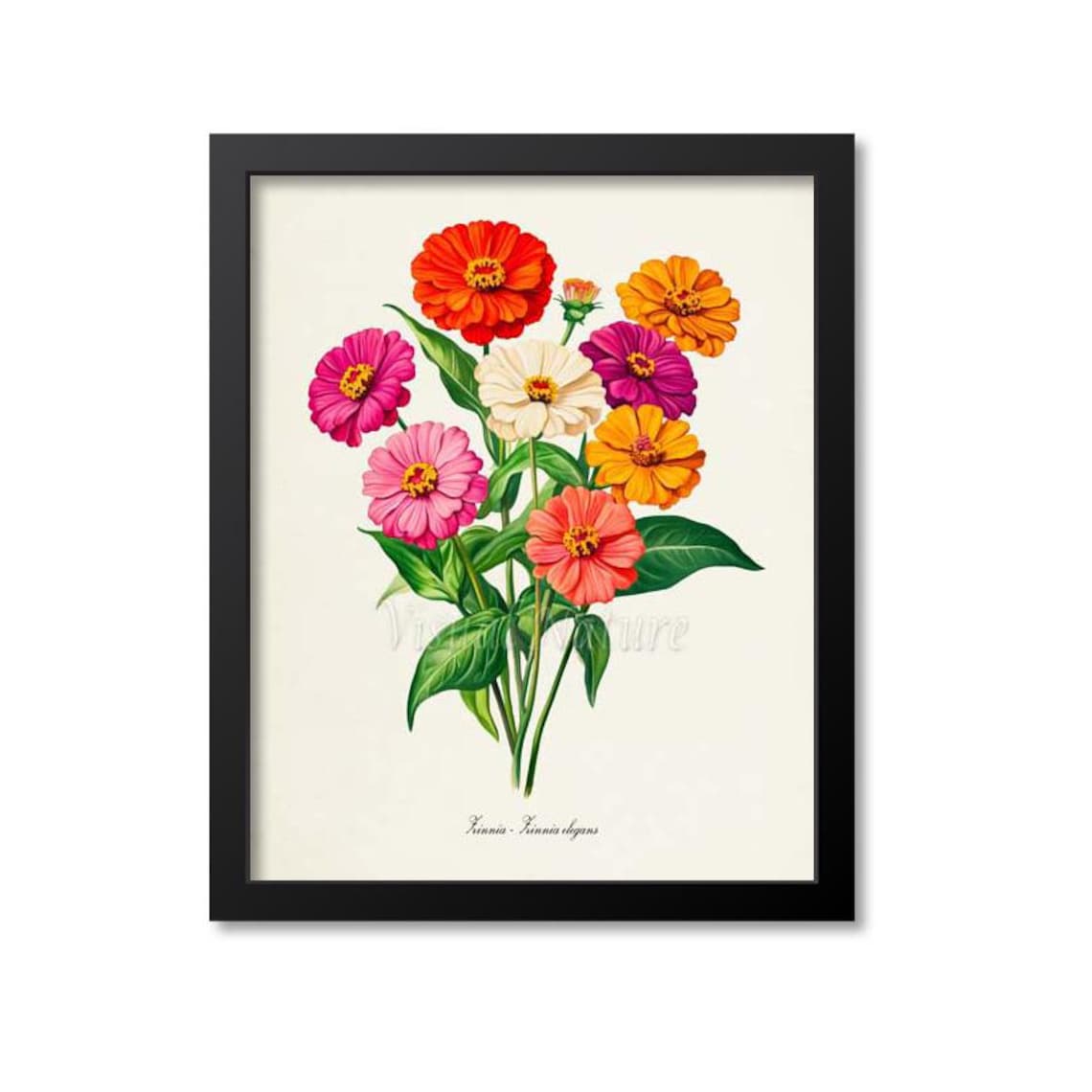 Zinnia Botanical Art Print, Flower Lover Gift