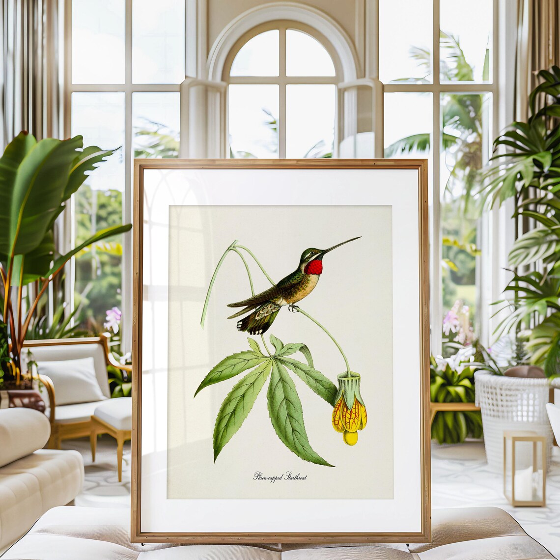 Plain Capped Starthroat Hummingbird Art Print - Image 3