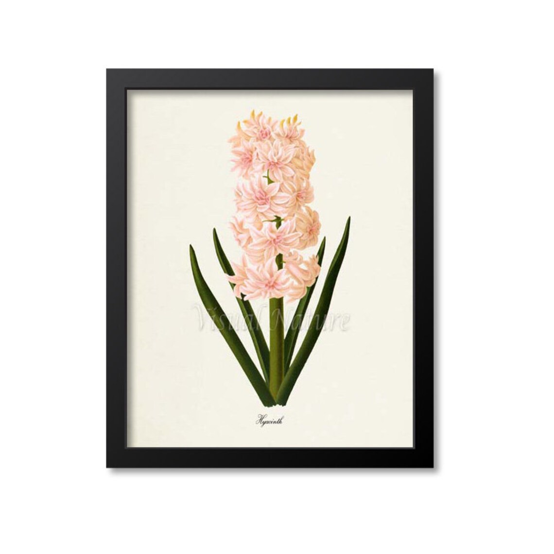 Hyacinth Flower Botanical Art Print, Pink Floral