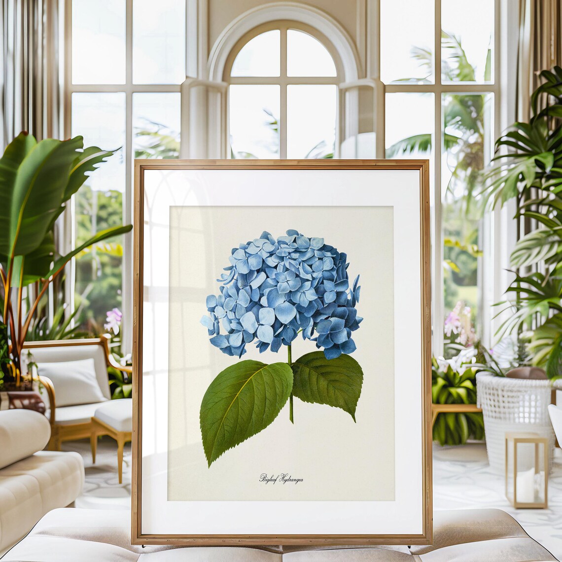 Bigleaf Hydrangea Botanical Art Print, Blue Flower - Image 3