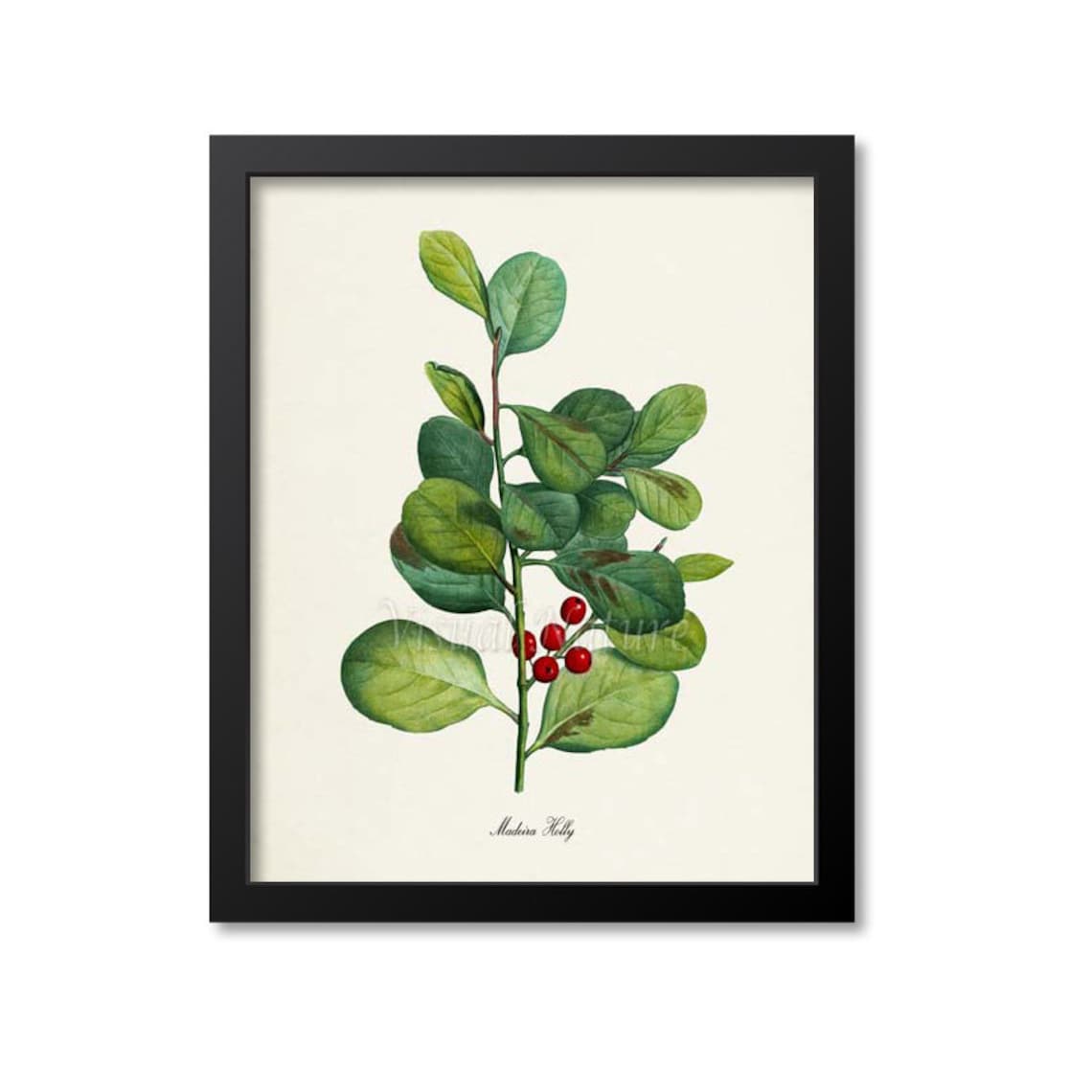 Madeira Holly Botanical Art Print, Red Berry