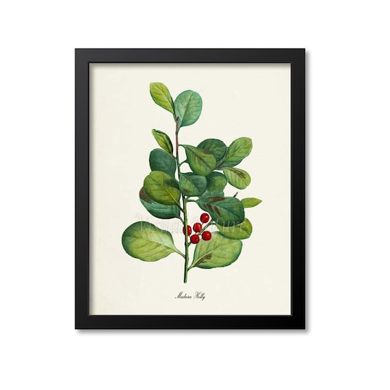 Madeira Holly Botanical Art Print, Red Berry