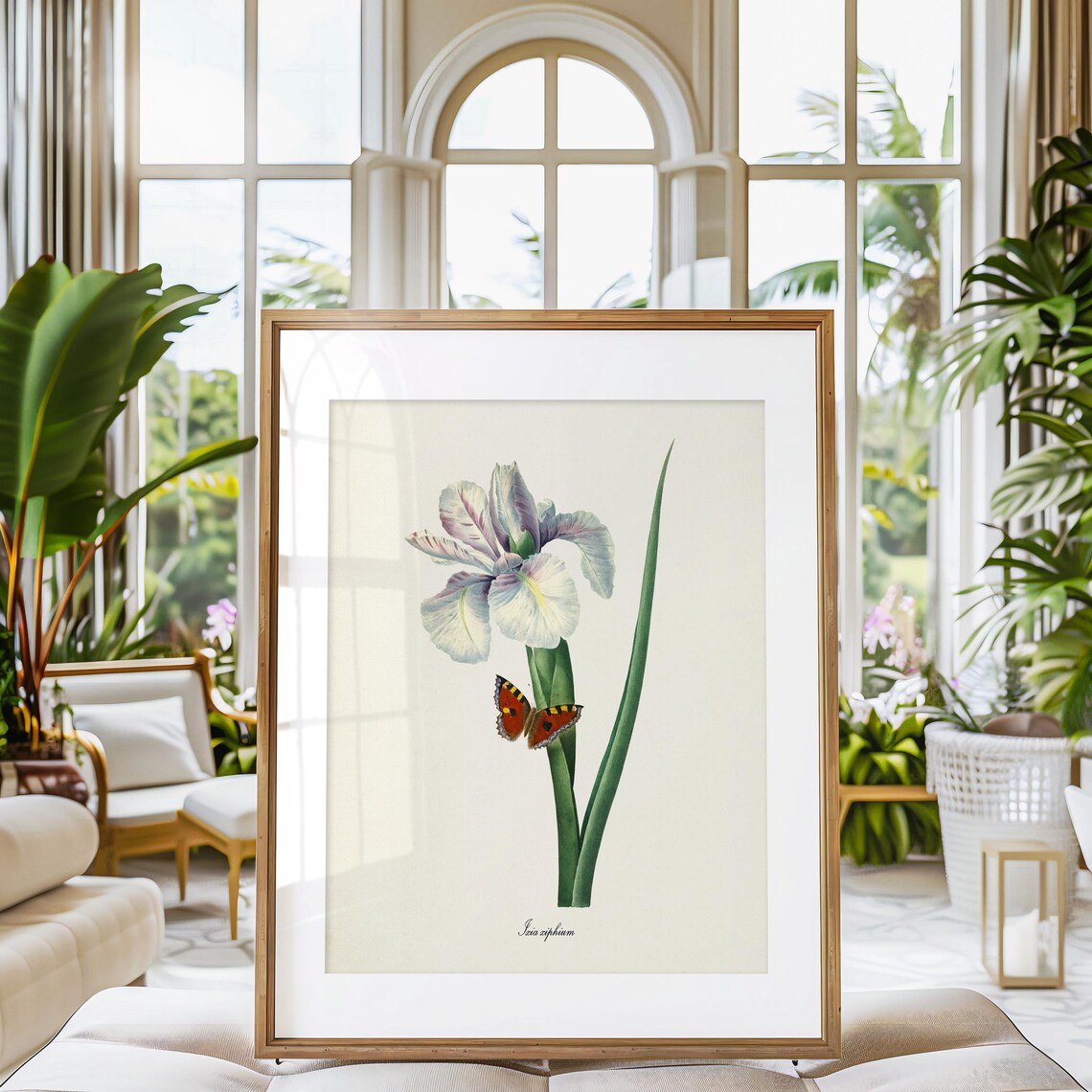 Spanish Iris Ixia Xiphium Botanical Art Print - Image 3