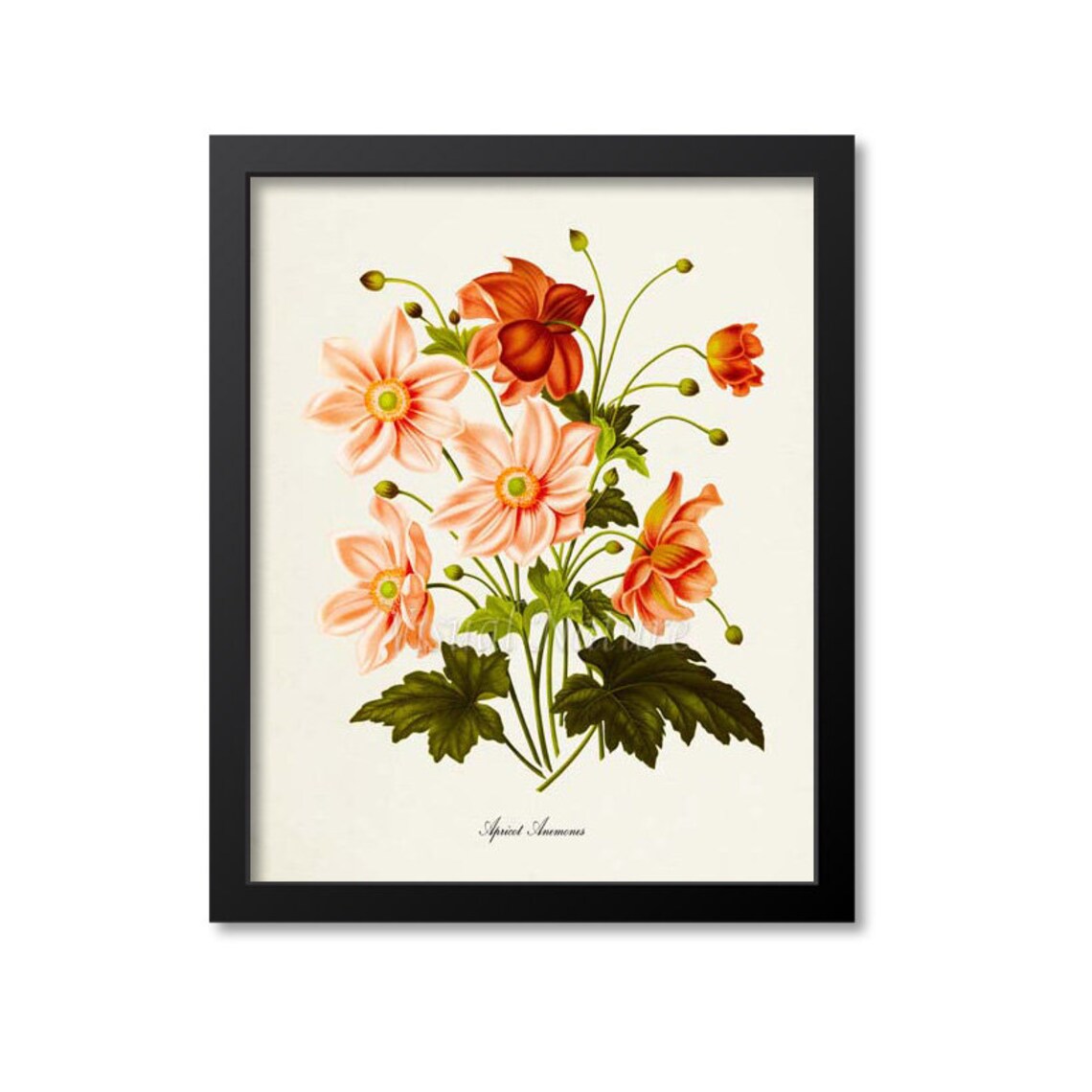Anemone Flower Botanical Art Print, Apricot Flowers