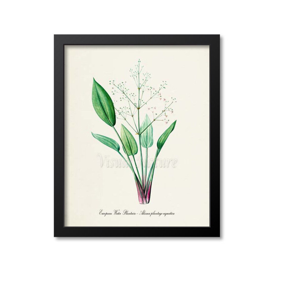 European Water Plantain Alisma Slender Leaves Botanical Art Poster