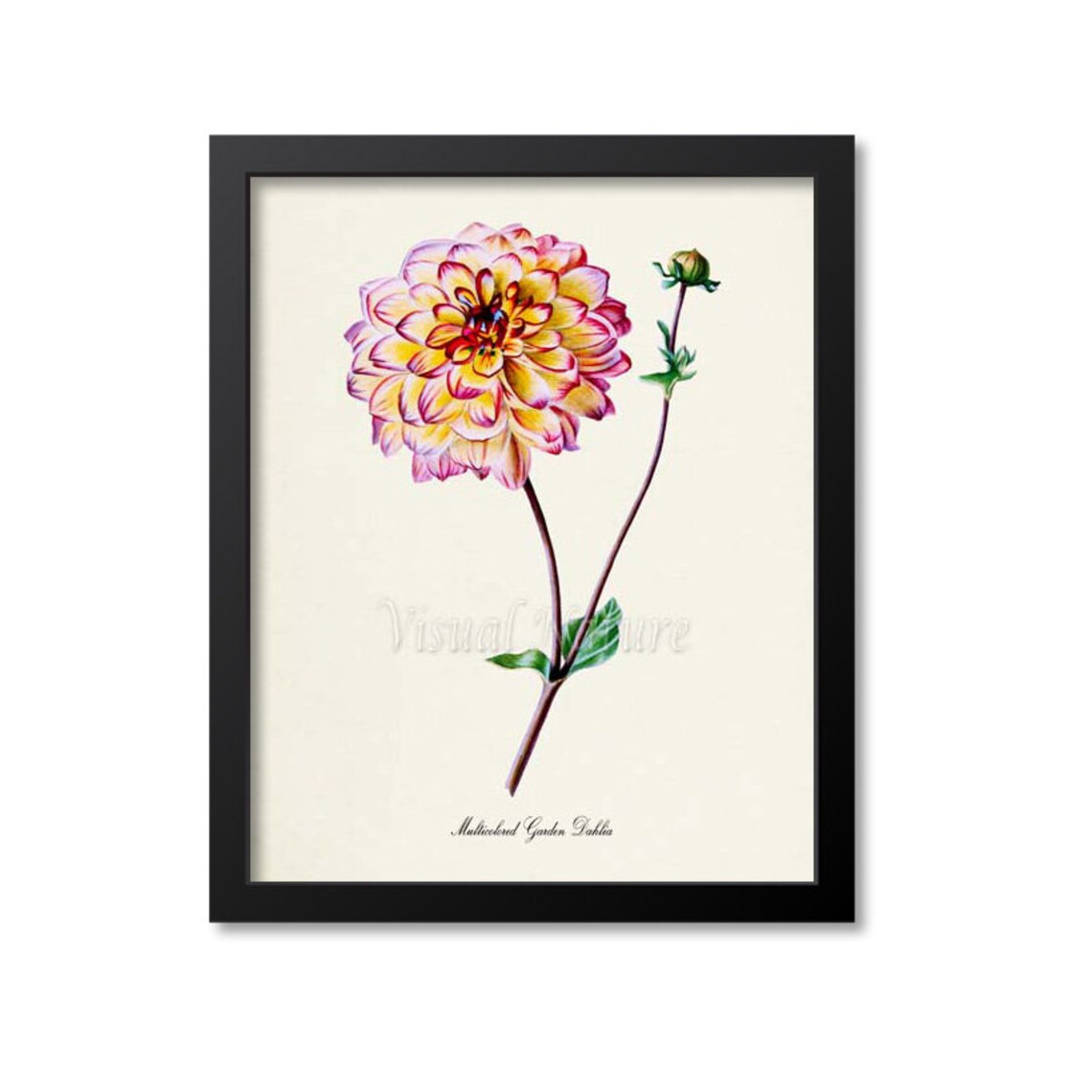 Multicolored Garden Dahlia Botanical Wall Art Print