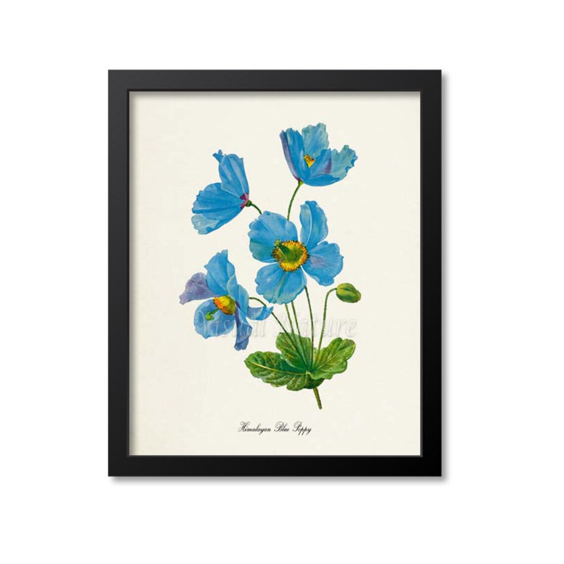 Himalayan Blue Poppy Botanical Wall Art Print