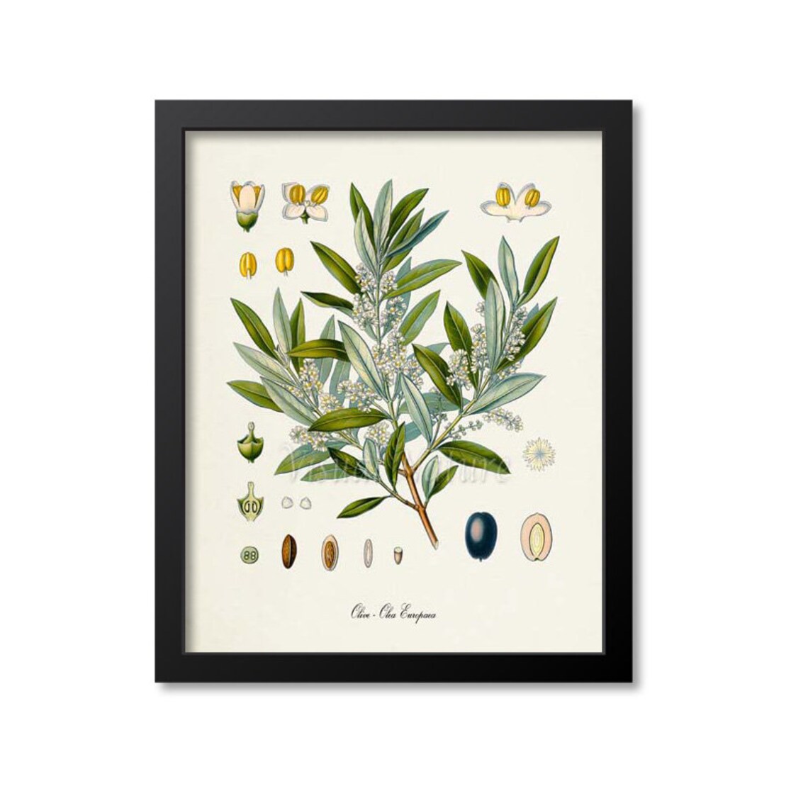 Olive Botanical Art Print, Olea Europaea Kitchen