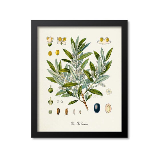 Olive Botanical Art Print, Olea Europaea Kitchen